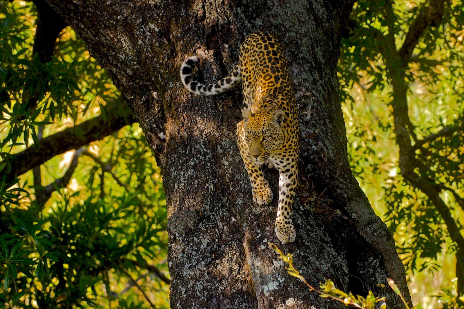 Leopard — 2/3