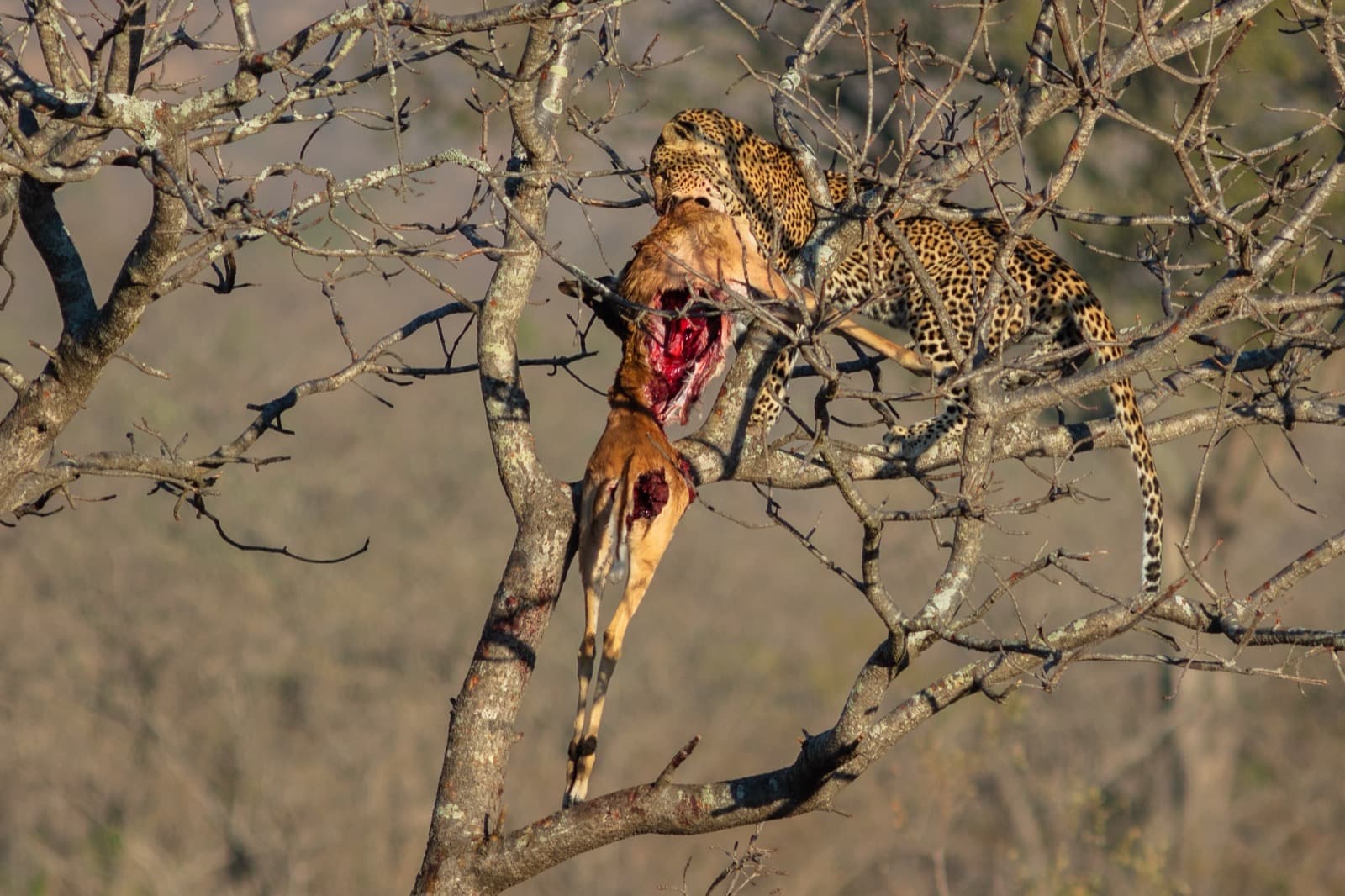 Leopard — 3/3