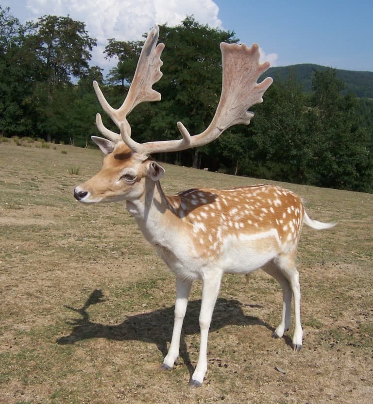 Dovhjort