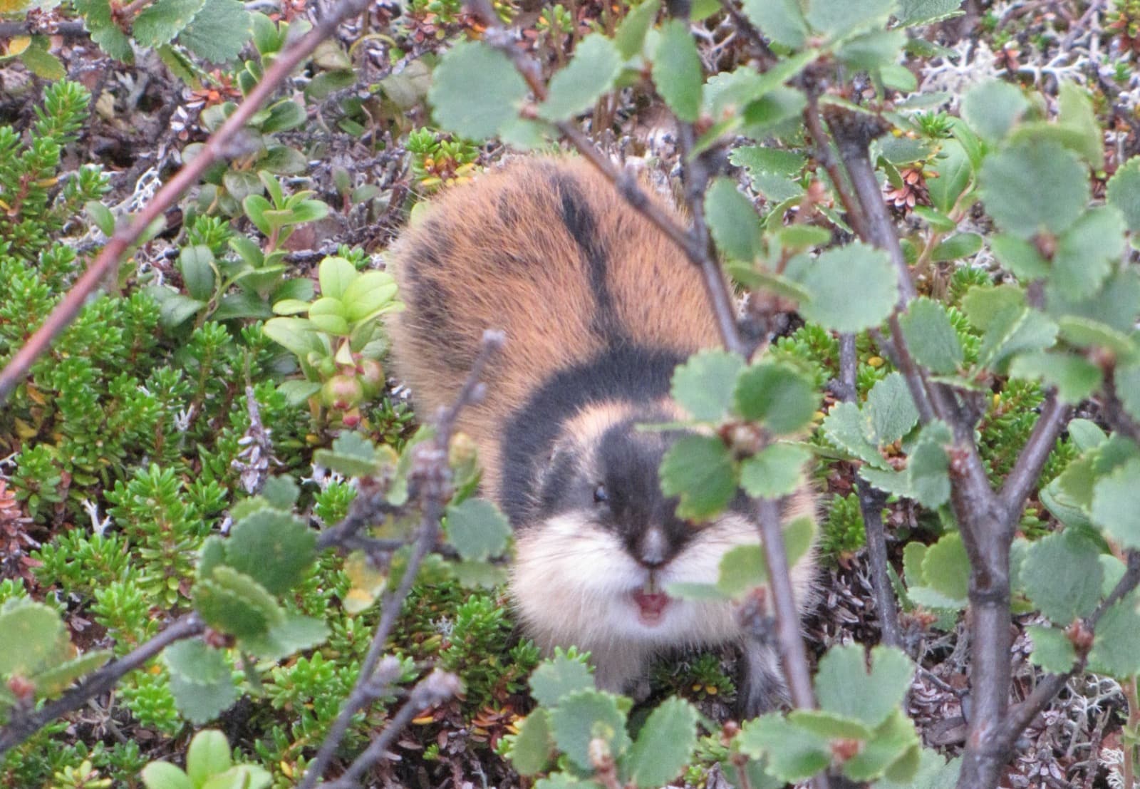 Fjällemmel — 2/3