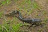 Mindre vattensalamander