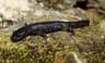 Större vattensalamander