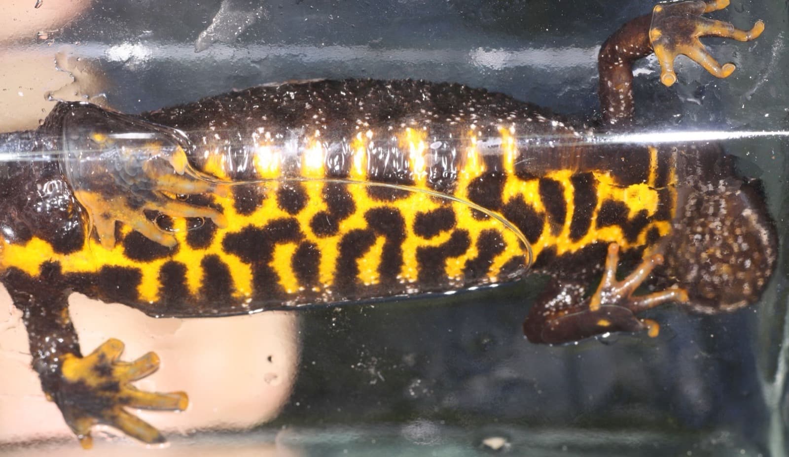 Större vattensalamander — 3/3