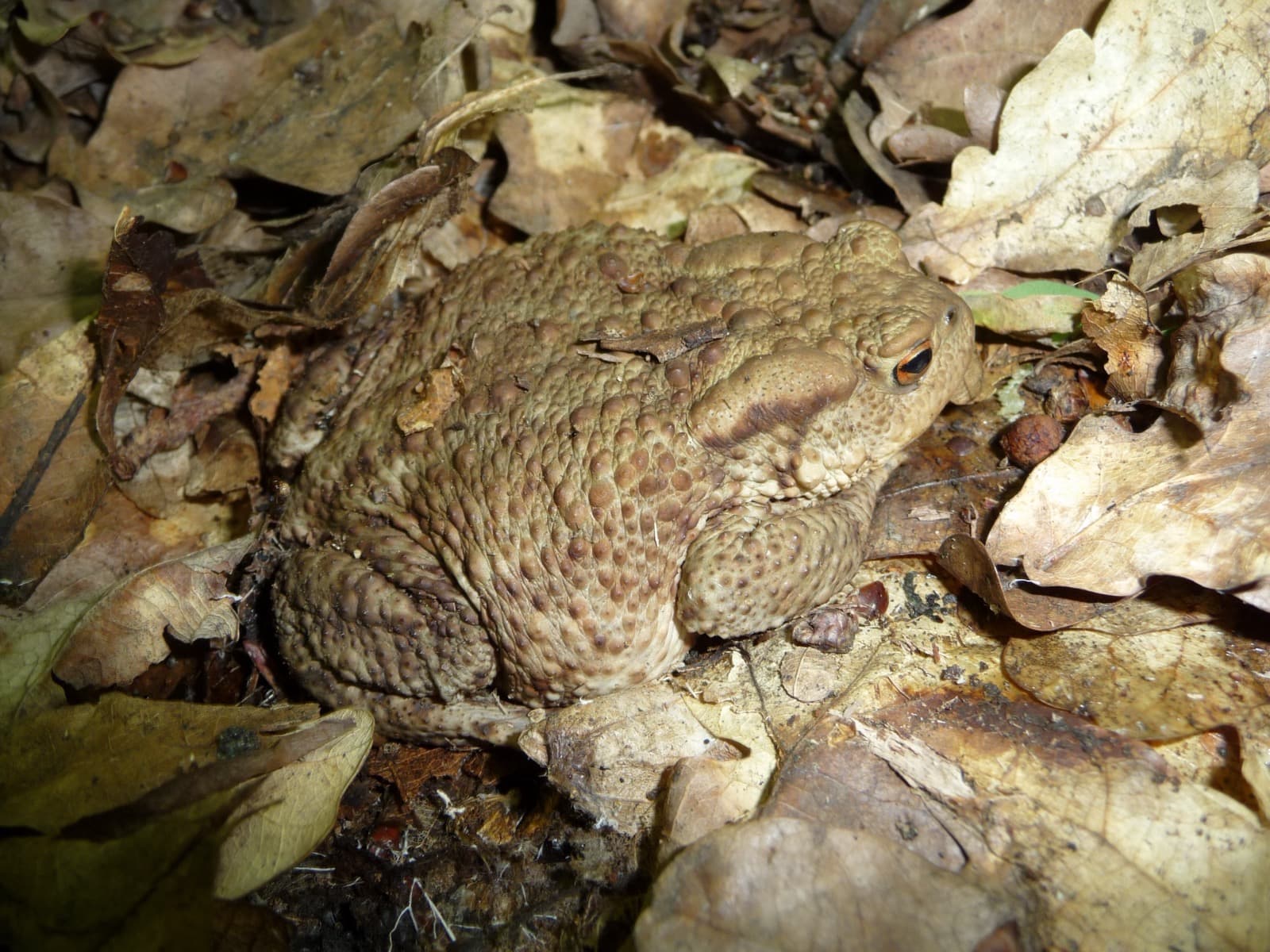 Vanlig padda — 2/3