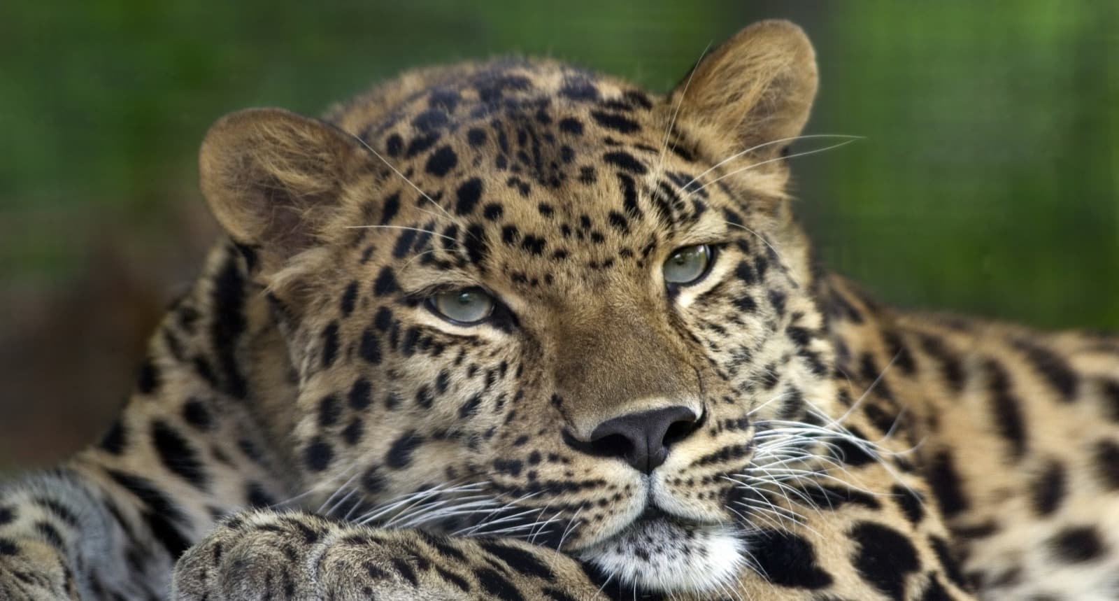 Amurleopard — 2/3