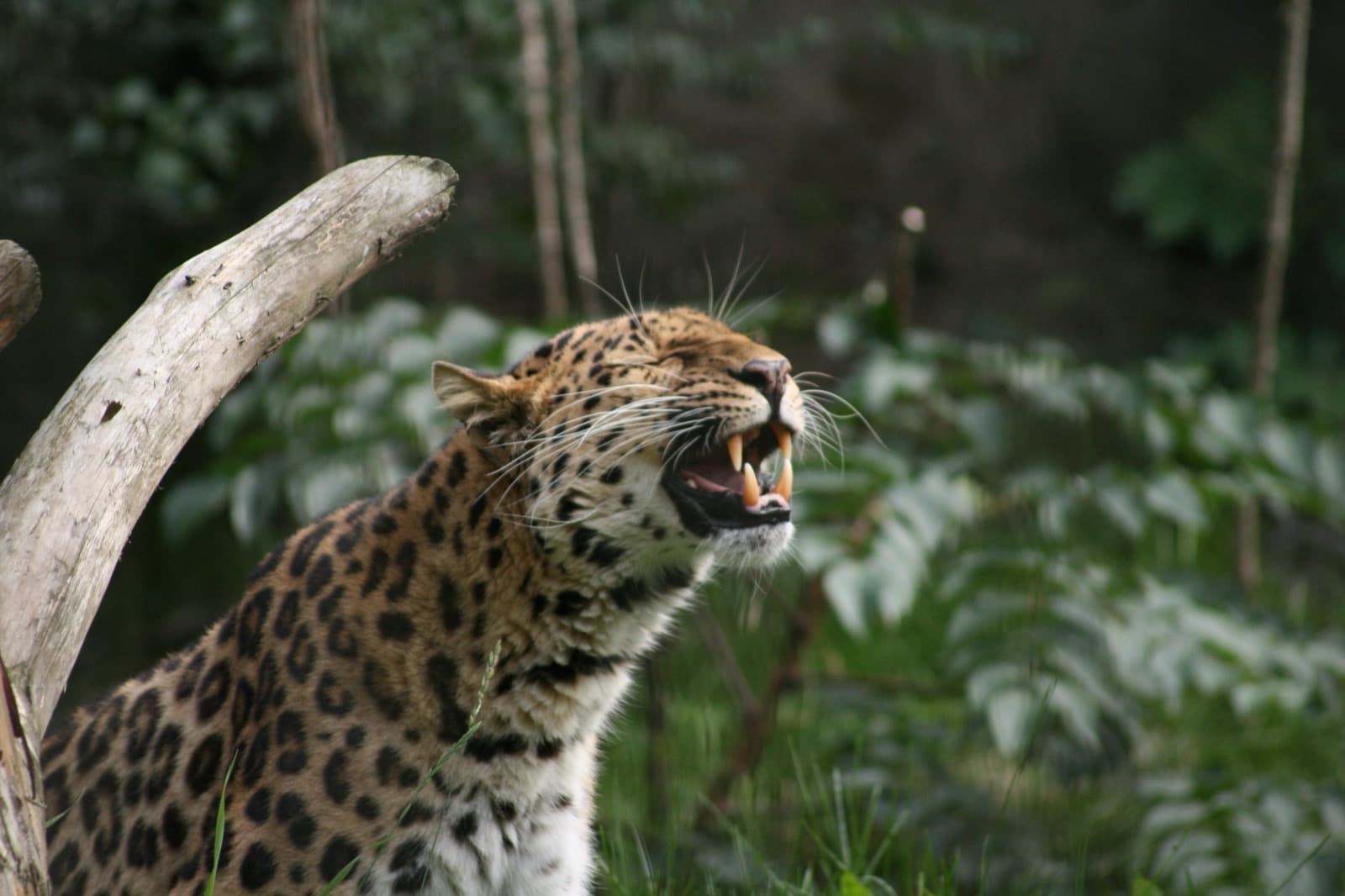 Amurleopard — 3/3