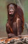 Borneoorangutang