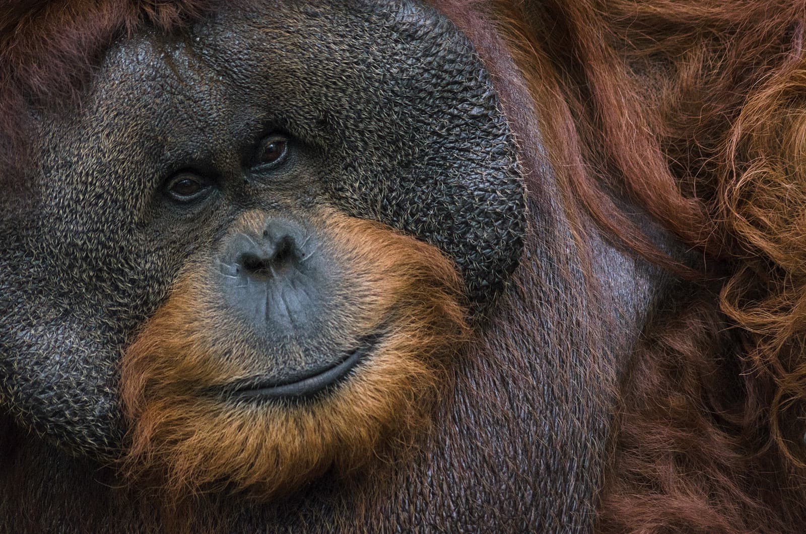 Borneoorangutang — 2/3