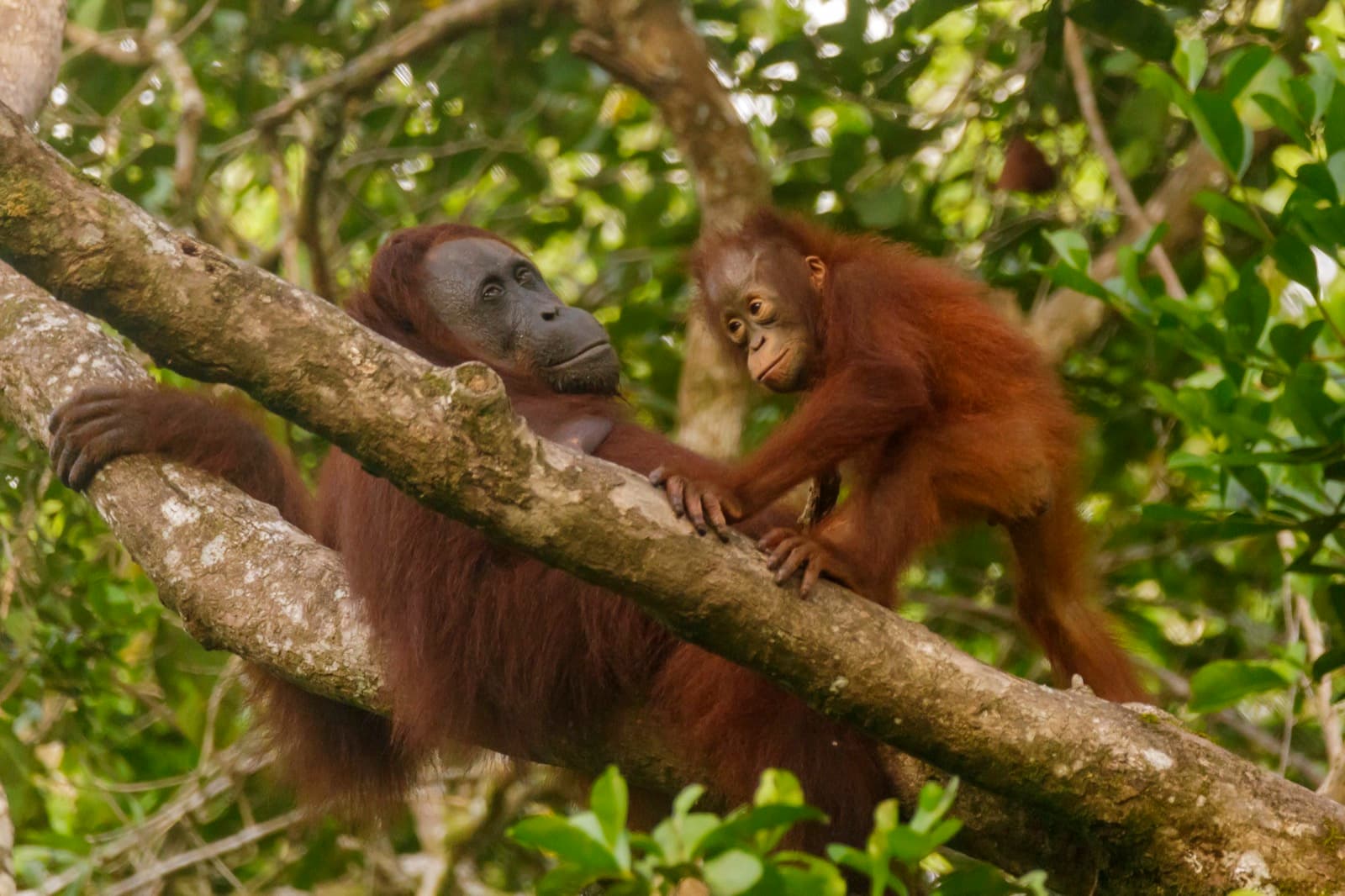 Borneoorangutang — 3/3