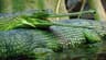 Gangesgavial