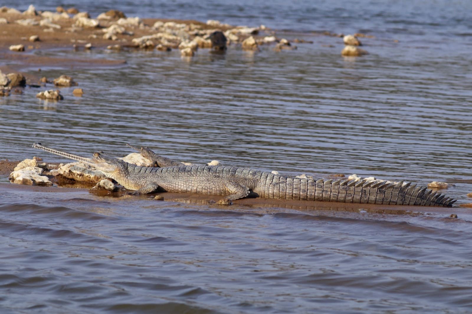 Gangesgavial — 3/3