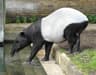 Indisk tapir