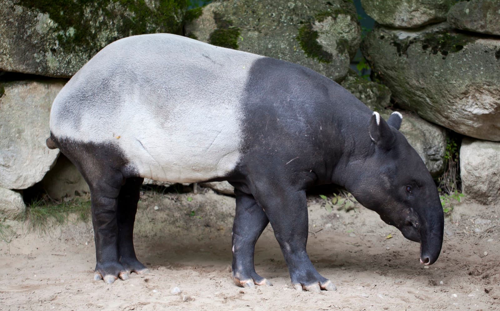 Indisk tapir — 2/3