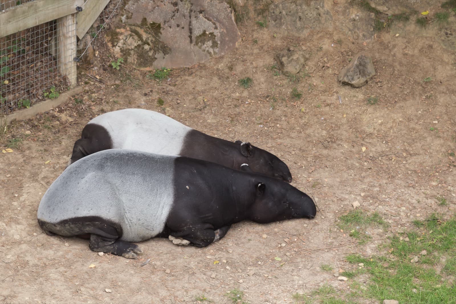 Indisk tapir — 3/3