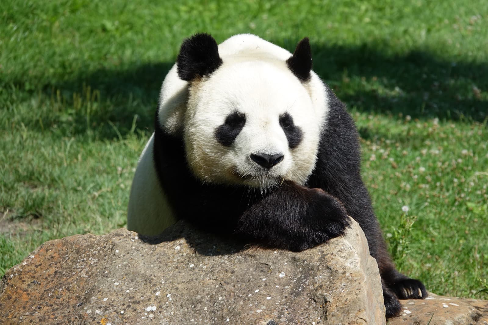 Jättepanda — 3/3