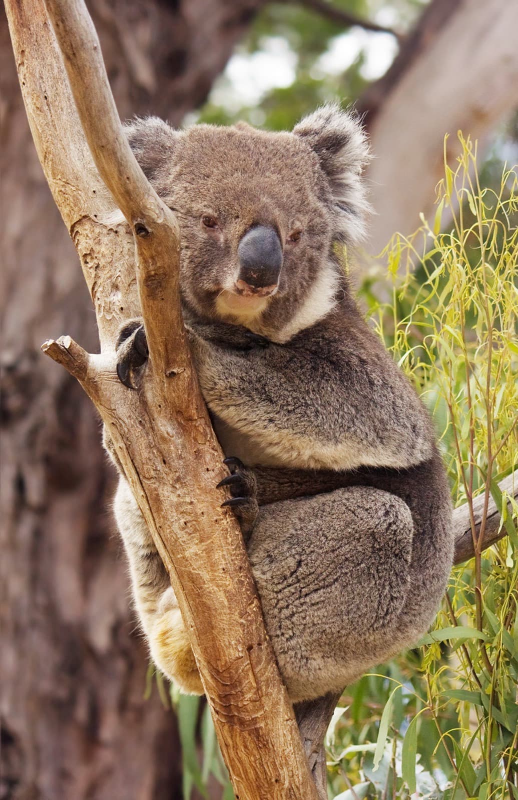 Koala — 2/3