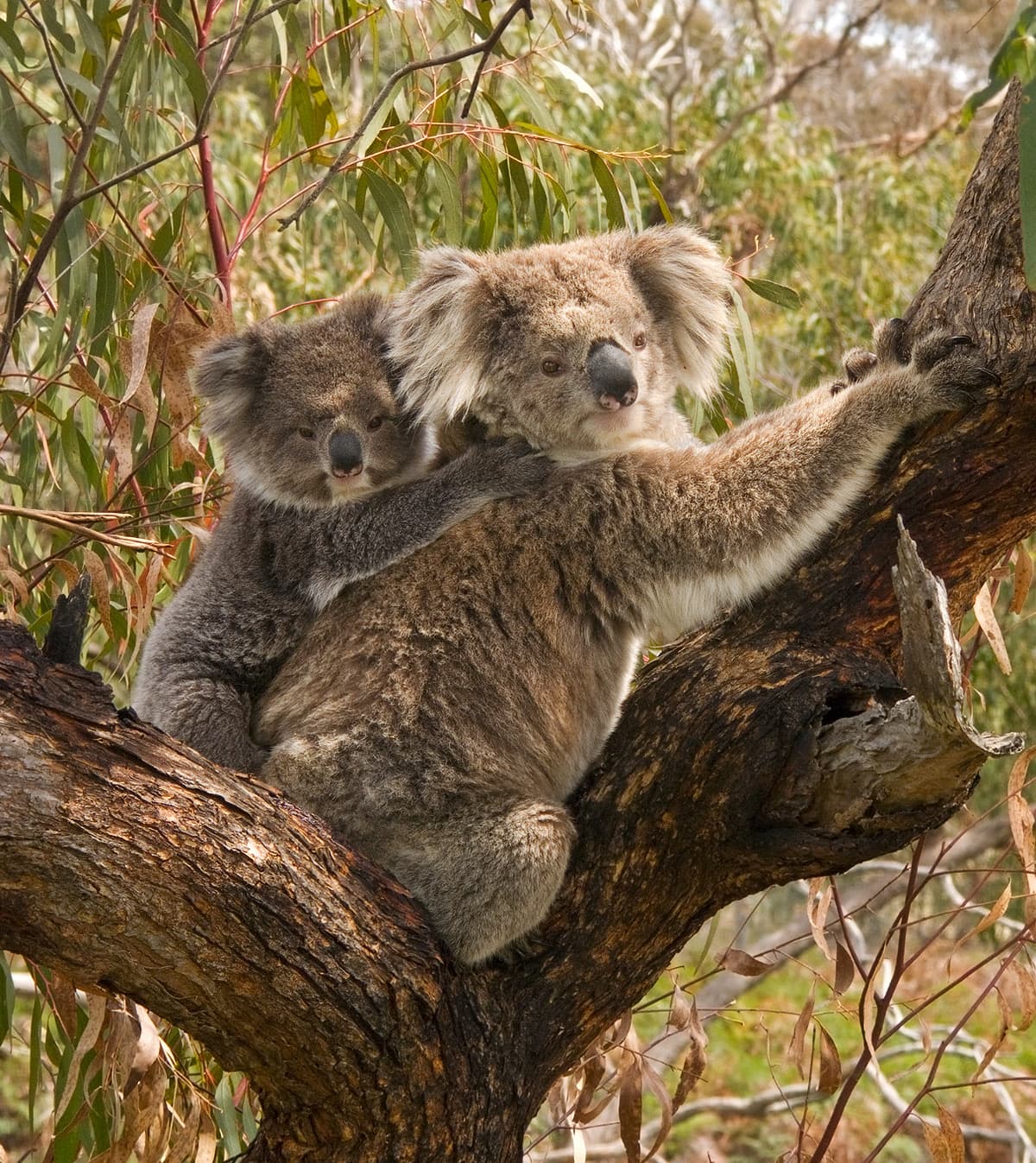 Koala — 3/3