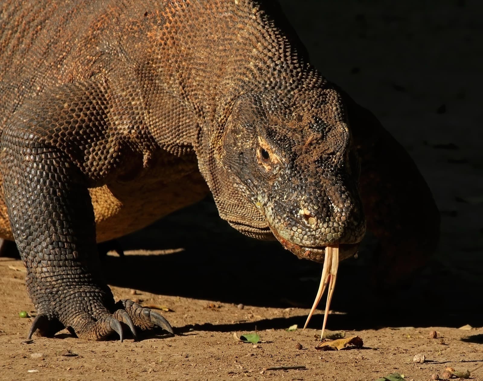 Komodovaran — 2/3