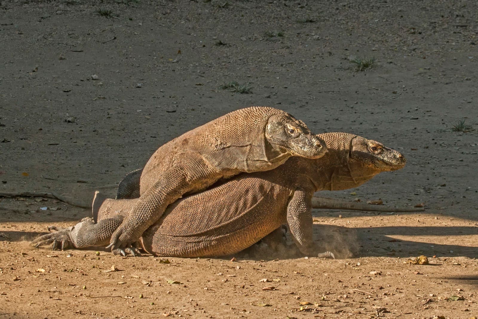 Komodovaran — 3/3