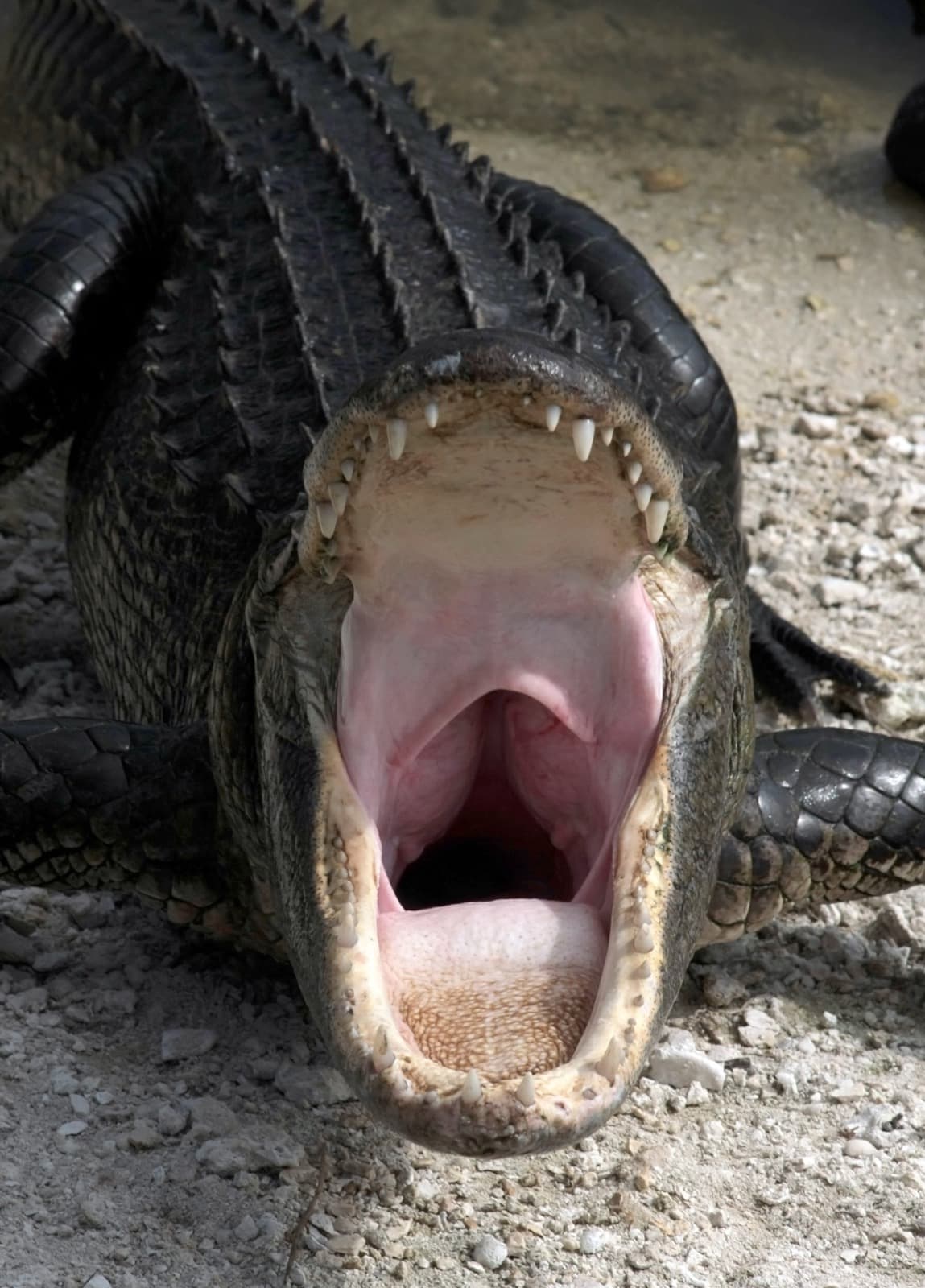 Mississippialligator — 2/3