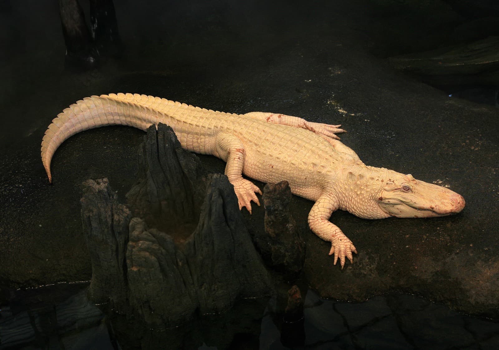 Mississippialligator — 3/3