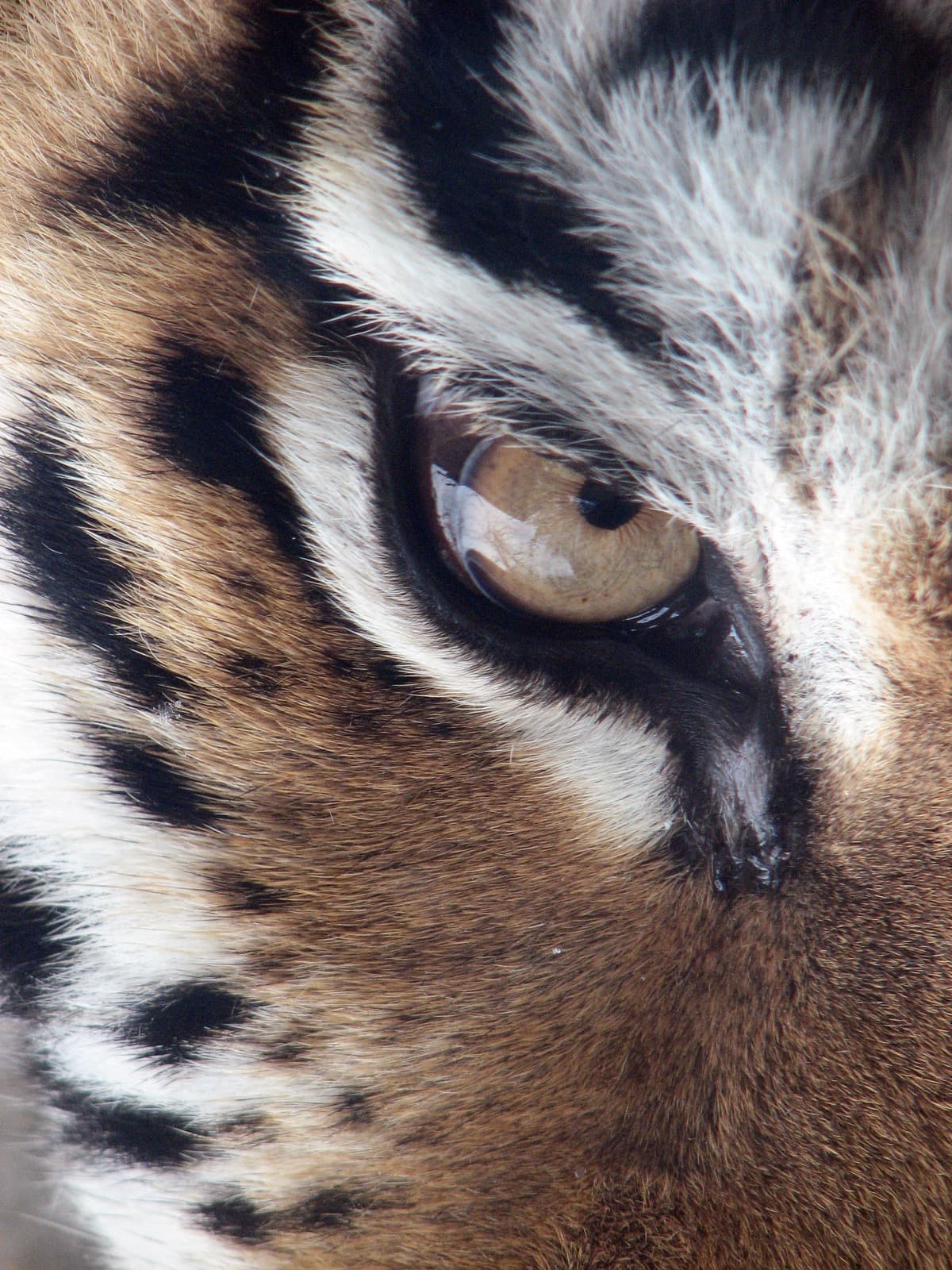 Tiger — 2/3