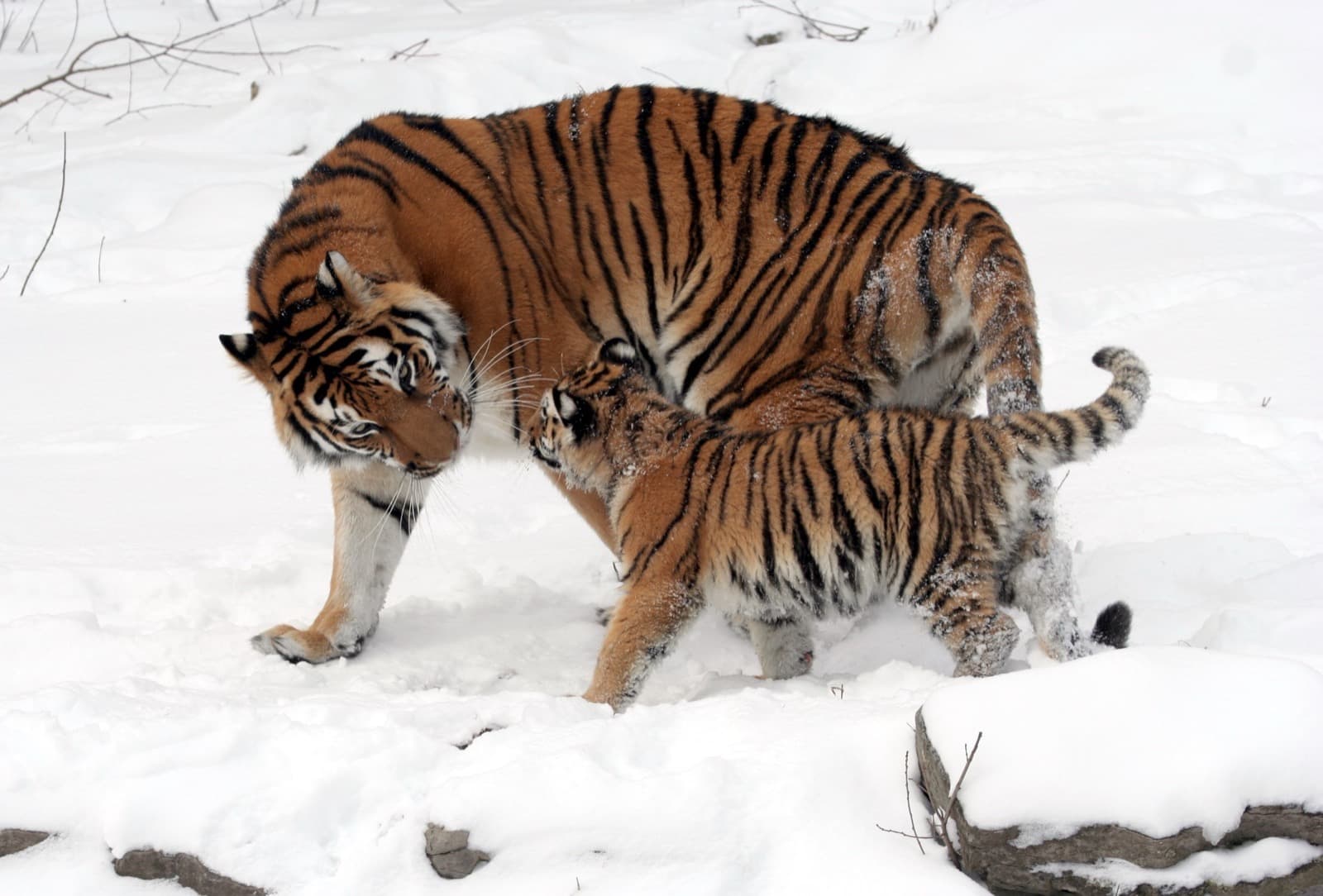 Tiger — 3/3
