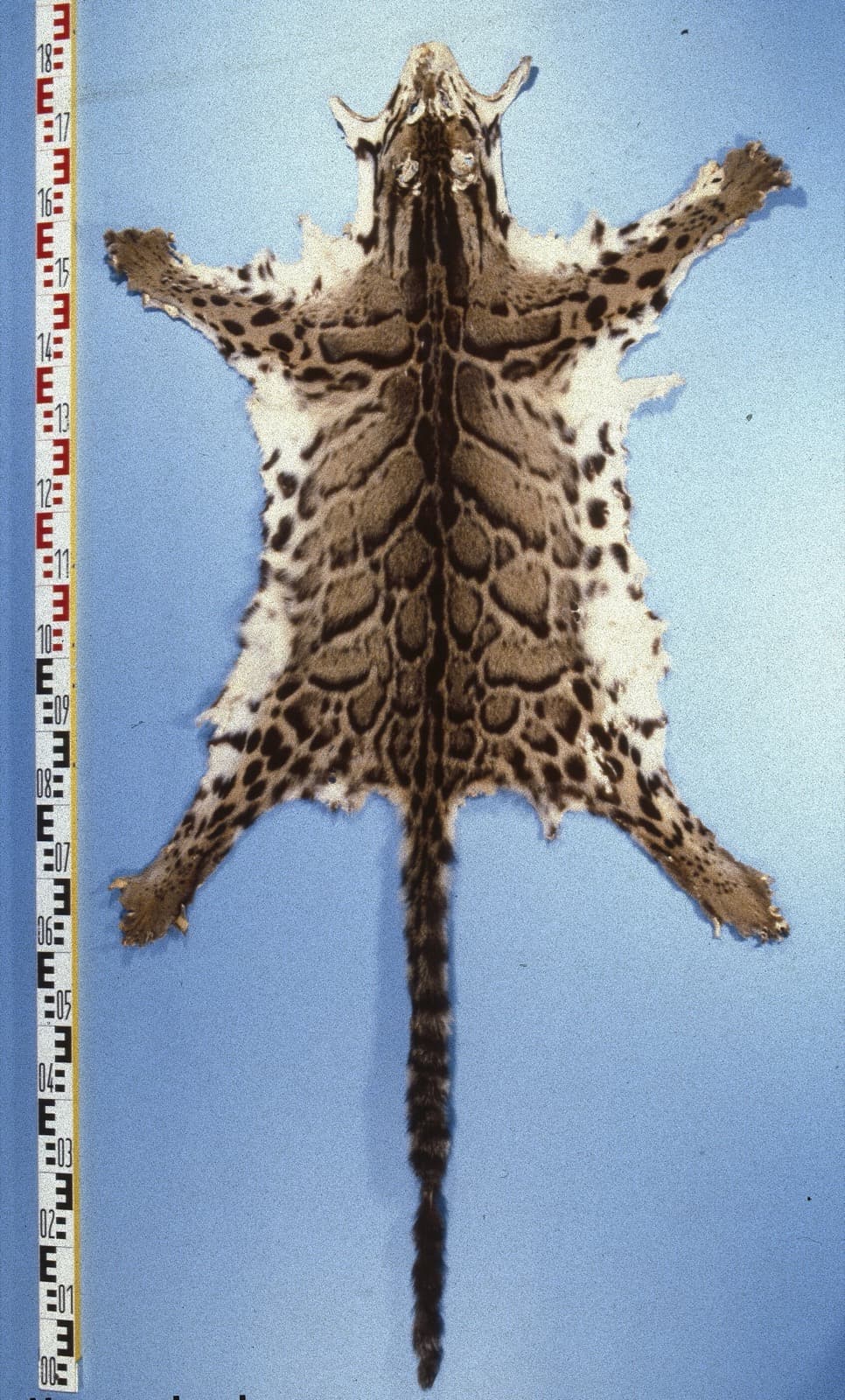 Trädleopard — 2/3