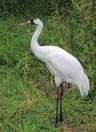 Trumpetartrana