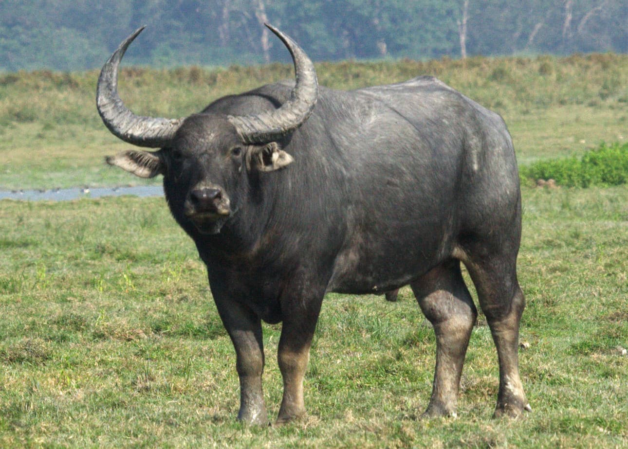 Vild vattenbuffel — 3/3