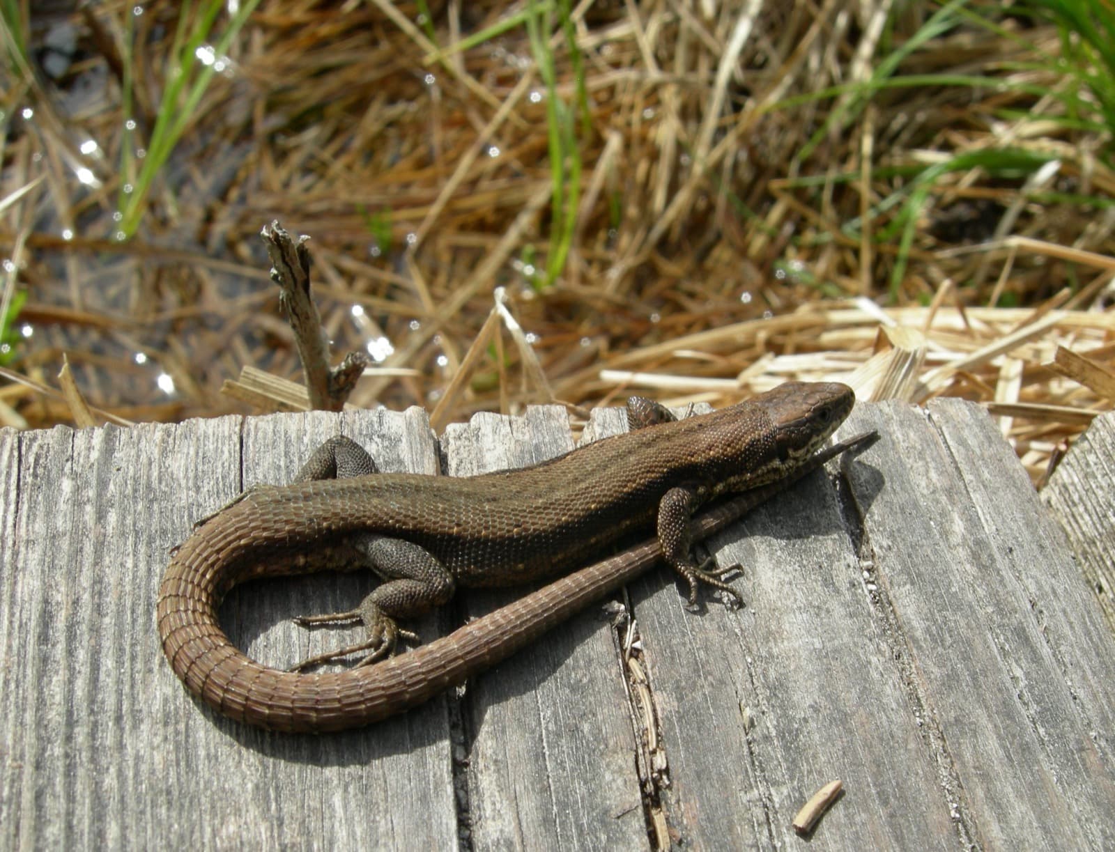 Skogsödla
