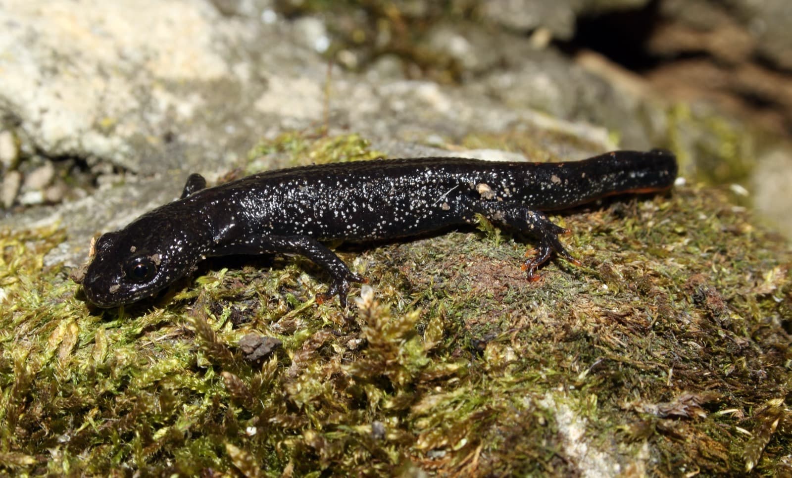 Större vattensalamander