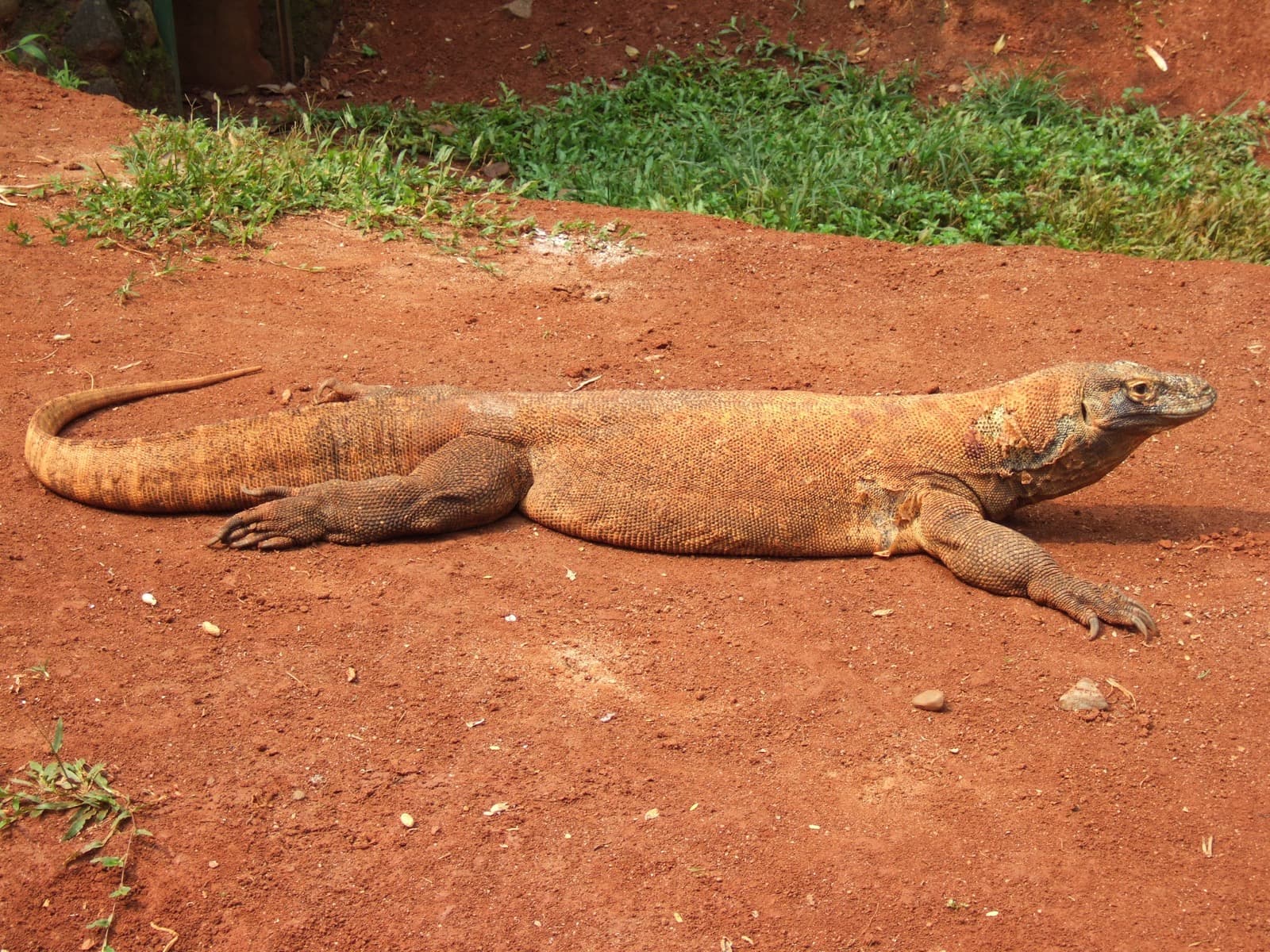 Komodovaran