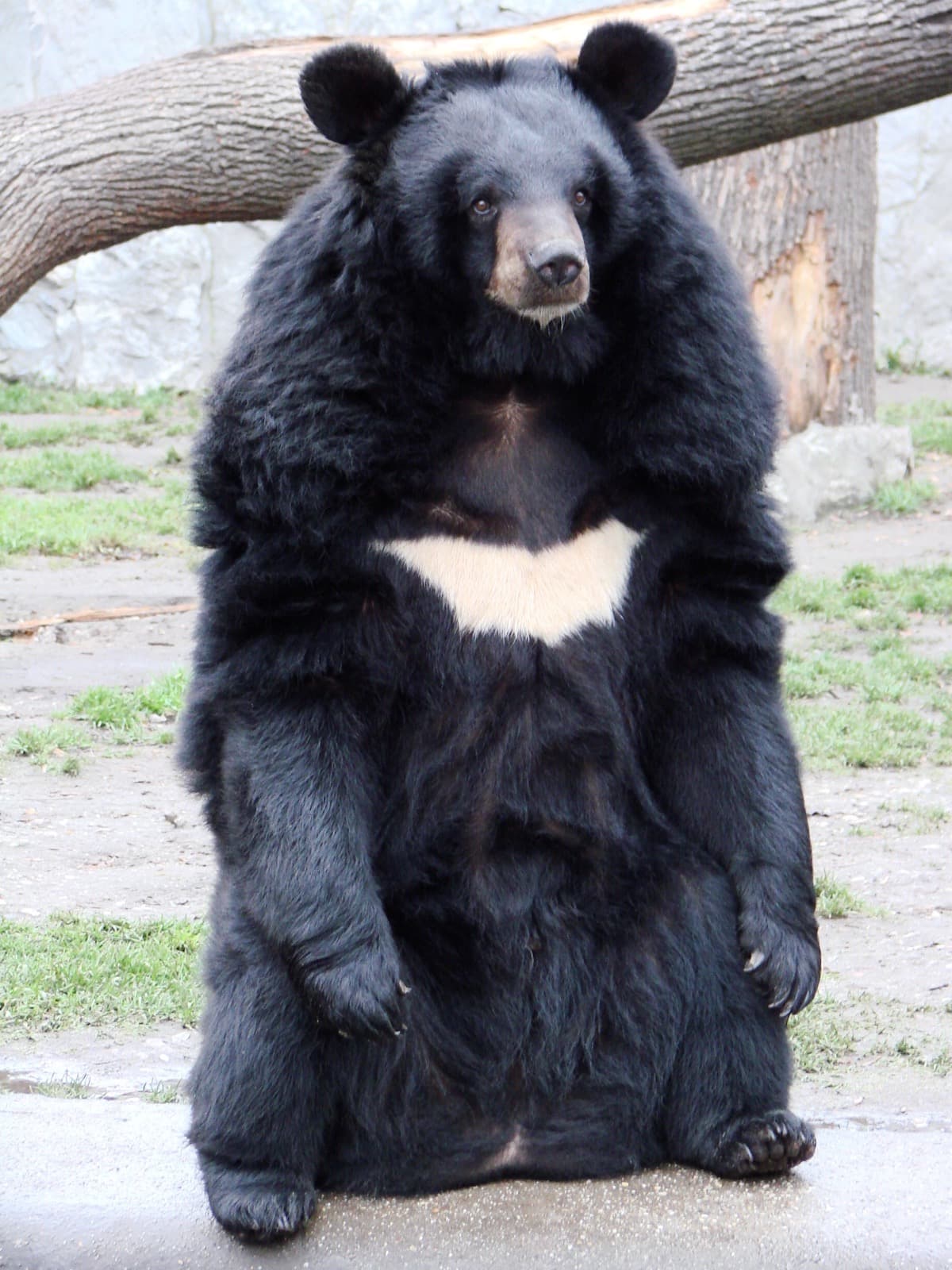 Kragbjörn