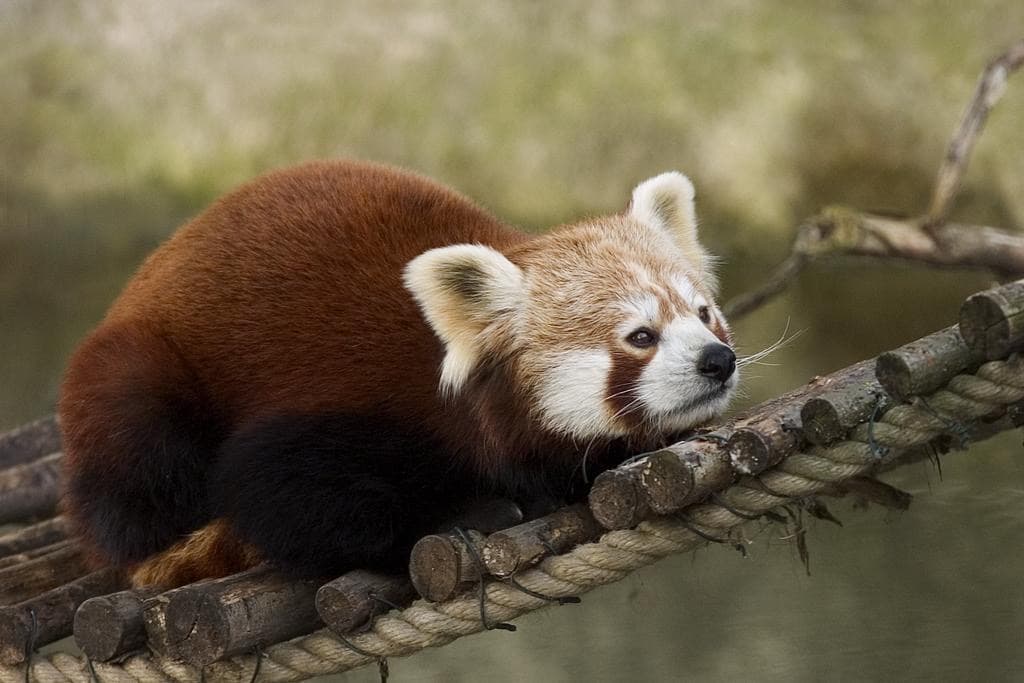 Röd panda