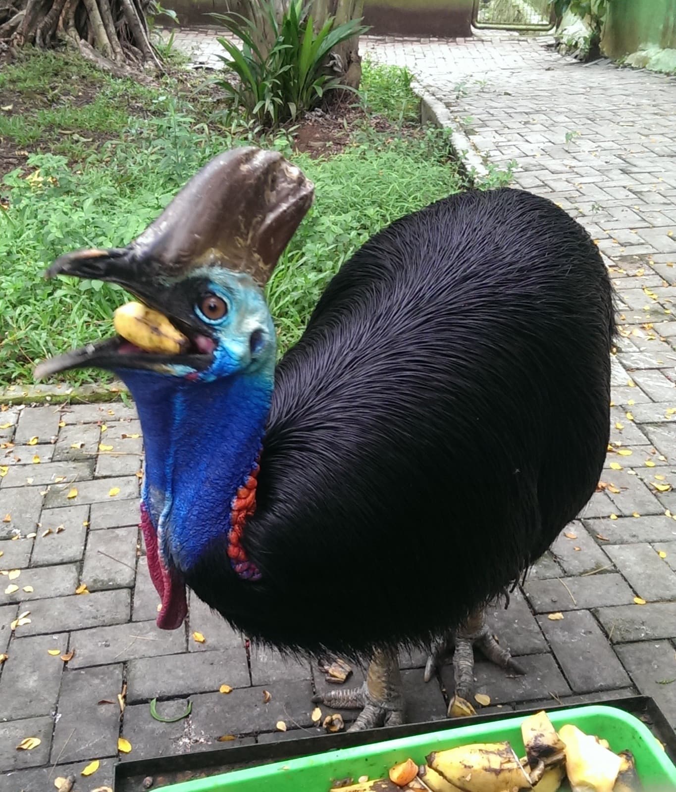 Sydlig kasuar